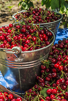 포토 JPG 해외이미지 나무 식물 잎 농업 과일 자연 사람없음 아웃포커스 가로 빨간색 초록색 빛 농작물 성장 나뭇가지 원형 체리 캘리포니아 숙성 세련 해외202004 해외포토 도형 산업 컬러 촬영기법 미국 생태계 파일형식 이미지허브