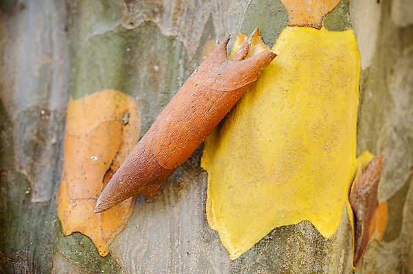 포토 JPG 해외이미지 나무 식물 아시아 백그라운드 자연 사람없음 컬러풀 중국 나뭇가지 묘사 나무껍질 해외202004 해외포토 나라 컬러 껍질 생태계 파일형식 이미지허브
