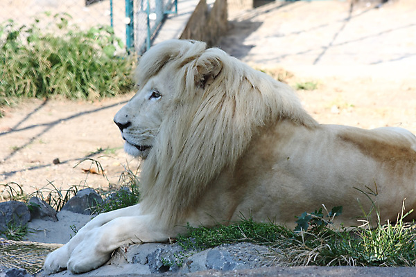 포토 JPG 해외이미지 동물 야생동물 포유류 자연 동물원 사람없음 고양이 위험 사자 큼 육식동물 새장 사냥꾼 힘찬 해외202004 해외포토 직업 컨셉 반려동물 크기 생태계 케이지 파일형식 이미지허브