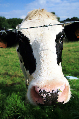 포토 JPG 해외이미지 동물 구름 응시 밭 농업 신체 포유류 자연 뿔 풍경 사람없음 초록색 파란색 농장 머리 검은색 우유 흰색 시골 소 닫기 군중 코 귀 내추럴 송아지 밭일 특별함 해외202004 해외포토 자연요소 시선 산업 새끼 컬러 컨셉 모션 유제품 사람 신체부위 생태계 파일형식 이미지허브