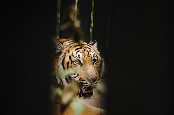 포토 JPG 해외이미지 동물 응시 공원 아시아 얼굴 야생동물 패턴 포유류 아프리카 자연 동양인 성인 사람없음 야외 노란색 머리 검은색 고양이 힘 줄무늬 흰색 호랑이 위험 큼 사파리 육식동물 사냥꾼 표범 살인범 해외202004 해외포토 직업 시선 공공시설 나라 컬러 컨셉 무늬 사람 인종 신체부위 반려동물 크기 생태계 파일형식 이미지허브