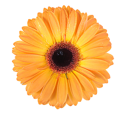 포토 JPG 해외이미지 1 꽃잎 꽃 백그라운드 컨셉 꽃무늬 오렌지 자연 발렌타인데이 사랑 사람없음 물 태양 노란색 머리 흰색 떨어짐 이슬 가득함 오브젝트 싱글 데이지 심플 슛 거베라 길이 고립 유일 해외202004 해외포토 자연요소 식물 감정 컬러 무늬 과일 데이이벤트 신체부위 생태계 파일형식 이미지허브