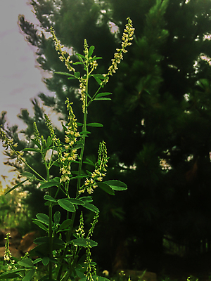 포토 JPG 해외이미지 식물 디자인 계절 꽃잎 꽃 백그라운드 컨셉 잎 꽃무늬 봄꽃 자연 벽지 하늘 사람없음 야외 목재 초록색 파란색 컬러풀 노란색 정원 봄 벚꽃 흰색 인사 신선 개화 소프트포커스 숲 질감 보케 부드러움 내추럴 블러 아네모네 해외202004 해외포토 나무 컬러 무늬 재료 촬영기법 예절 감각 생태계 파일형식 이미지허브