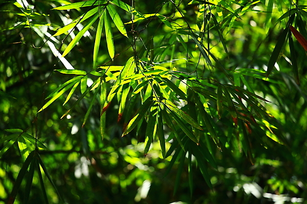 포토 JPG 해외이미지 나무 식물 공원 아시아 문화 선 줄기 백그라운드 잎 자연 동양인 사람없음 야외 목재 장식 초록색 빛 햇빛 태양 환경 정원 일본 중국 성장 나뭇가지 신선 막대기 숲 열대우림 대나무 원예 내추럴 해외202004 해외포토 자연요소 공공시설 나라 컬러 재료 인종 취미 생태계 파일형식 이미지허브