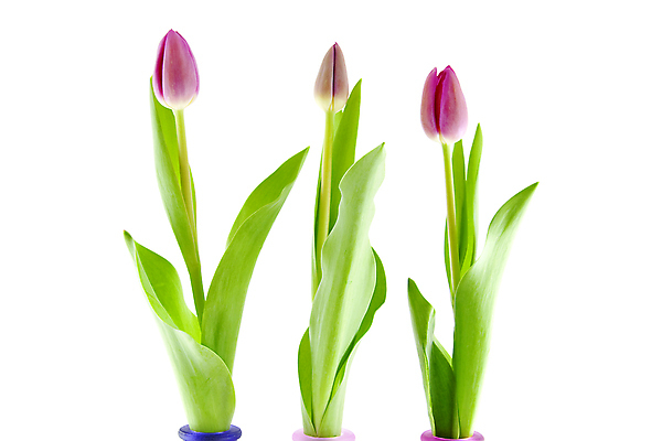 포토 JPG 해외이미지 식물 꽃 분홍색 꽃다발 전구 자연 3 사람없음 여름 봄 튤립 네덜란드 고립 해외202004 해외포토 계절 유럽 컬러 생태계 파일형식 이미지허브