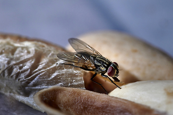 포토 JPG 해외이미지 동물 곤충 백그라운드 신체 날개 주택 앉기 사람없음 빨간색 파란색 갈색 검은색 회색 닫기 해충 벌레 작음 묘사 내추럴 해외202004 해외포토 컬러 모션 건물 크기 파일형식 이미지허브