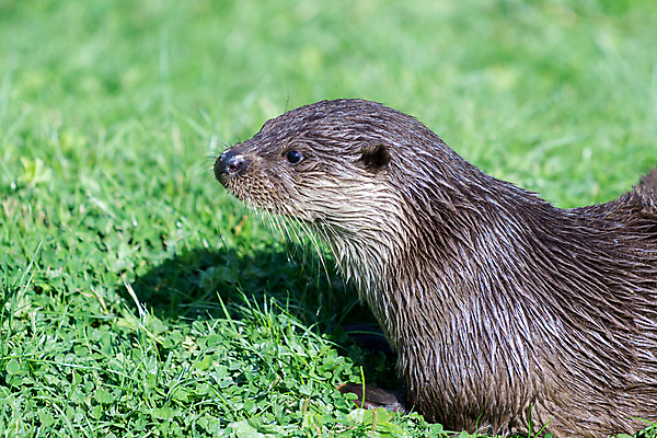 포토 JPG 해외이미지 동물 영어 야생동물 포유류 자연 영국 잉글랜드 털 성인 사람없음 초록색 여름 강 갈색 맑음 회색 흰색 역사 가장자리 강가 큼 향기 육식동물 육식 서식지 내추럴 동물상 해외202004 해외포토 문자 계절 유럽 컬러 날씨 사람 조형물 둘레 크기 생태계 냄새 파일형식 이미지허브