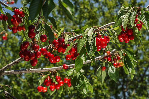 포토 JPG 해외이미지 나무 식물 잎 농업 과일 자연 사람없음 아웃포커스 가로 빨간색 초록색 빛 농작물 성장 나뭇가지 원형 체리 캘리포니아 숙성 세련 해외202004 해외포토 도형 산업 컬러 촬영기법 미국 생태계 파일형식 이미지허브