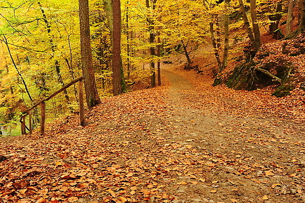 포토 JPG 해외이미지 나무 식물 계절 공원 도로 길 백그라운드 단풍 잎 오렌지 자연 풍경 사람없음 야외 빨간색 초록색 컬러풀 갈색 노란색 환경 활발 가을 시골 황금 숲 오솔길 내추럴 해외202004 해외포토 공공시설 컬러 컨셉 과일 교통시설 생태계 파일형식 이미지허브