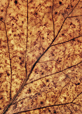 포토 JPG 해외이미지 식물 백그라운드 잎 자연 추상 사람없음 가을 신선 닫기 묘사 유기농 질감 내추럴 해외202004 해외포토 웰빙 계절 무늬 모션 생태계 파일형식 이미지허브