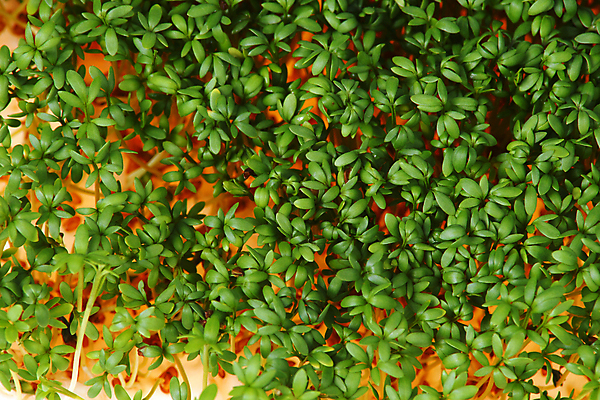 포토 JPG 해외이미지 잎 채소 재료 건강 사람없음 초록색 농장 봄 샐러드 흰색 신선 허브 고립 많음 해외202004 해외포토 식물 계절 음식 컬러 컨셉 농업 파일형식 이미지허브