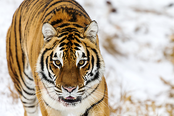 포토 JPG 해외이미지 동물 여자 남자 야생동물 줄기 겨울 포유류 자연 수염 동물원 사람없음 고양이 줄무늬 분노 입 호랑이 치아 위험 큼 모피 사파리 육식동물 사냥꾼 멸종 표범 공격적 웅장함 해외202004 해외포토 식물 직업 계절 감정 컨셉 무늬 사람 신체부위 반려동물 소화기관 크기 생태계 파일형식 이미지허브
