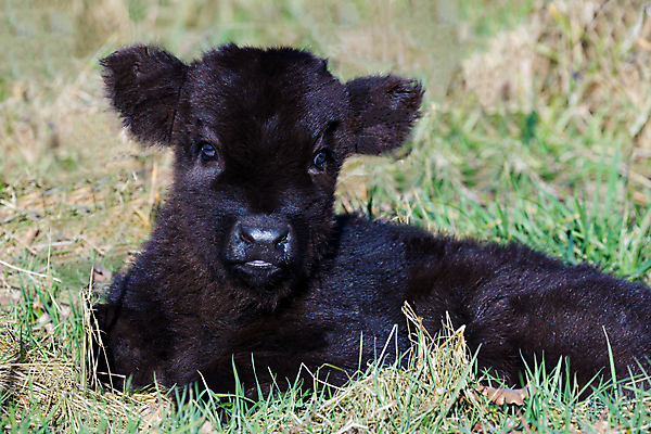 포토 JPG 해외이미지 동물 응시 남자 아들 농업 포유류 자연 털 풍경 취미 사람없음 농장 농경지 검은색 가축 봄 자녀 시골 신생아 소 농부 주식 작음 내추럴 송아지 산악지대 기르기 밭일 주목 스코틀랜드 해외202004 해외포토 직업 시선 계절 산업 새끼 컬러 가족 영국 산 사람 금융 아기 크기 생태계 돌봄 파일형식 이미지허브