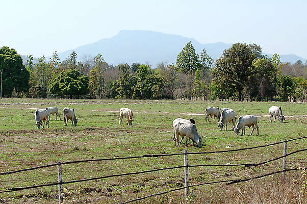 포토 JPG 해외이미지 나무 동물 아시아 음식 백그라운드 밭 농업 포유류 태국 자연 하늘 서기 동양인 풍경 사람없음 야외 목재 초록색 울타리 농장 농경지 검은색 가축 흰색 시골 그룹 소 군중 주식 숲 땅 먹기 장면 내추럴 무료 밭일 해외202004 해외포토 식물 나라 산업 컬러 재료 모션 사람 인종 금융 담장 생태계 파일형식 이미지허브
