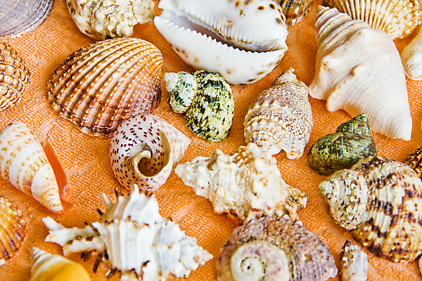 포토 JPG 해외이미지 조개 불가사리 사람없음 수건 컬러풀 껍질 싱크대 더블 해외202004 해외포토 컬러 어패류 극피동물 위생용품 개수대 파일형식 이미지허브