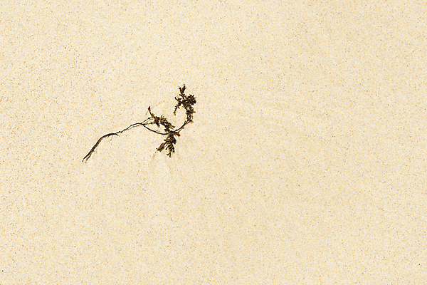 포토 JPG 해외이미지 식물 1 모래 바다 백그라운드 컨셉 자연 휴가 항해 해변 사람없음 잡초 해조류 싱글 질감 머리위 다시마 작살 해일 카피스페이스 해외202004 해외포토 배_교통 공백 해양식물 자연재해 생태계 파일형식 이미지허브