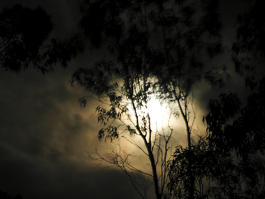 포토 JPG 해외이미지 나무 이동 자연 바람 풍경 사람없음 야외 평화 어둠 새벽 할로윈 추위 달 흰색 나뭇가지 분위기 야간 저녁 숲 신비 무서움 달빛 벌거벗은 블러 해외202004 해외포토 자연요소 식물 감정 컬러 컨셉 날씨 생태계 파일형식 이미지허브