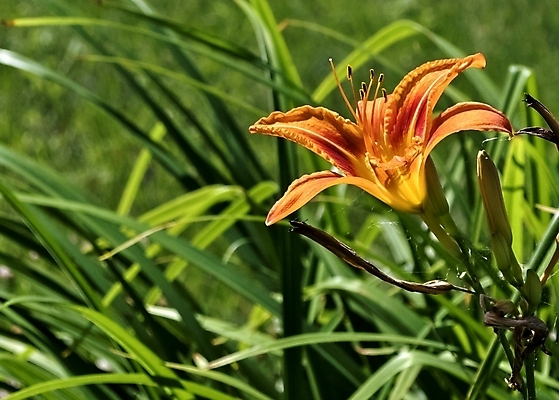 포토 JPG 해외이미지 식물 계절 꽃잎 꽃 줄기 백그라운드 잎 오렌지 사람없음 장식 빨간색 초록색 머리 활발 벚꽃 나뭇가지 신선 오픈 개화 호랑이 우아함 싱글 원예 심플 꽃수술 완전 해외202004 해외포토 나무 컬러 컨셉 과일 포유류 취미 신체부위 파일형식 이미지허브