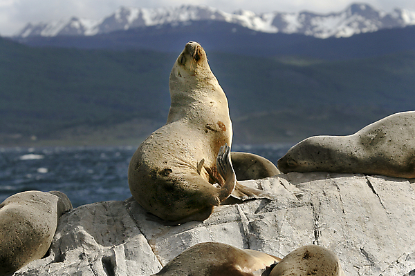 포토 JPG 해외이미지 동물 야생동물 바다 포유류 자연 털 사람없음 사자 물개 남극 북극 비글 아르헨티나 채널 해외202004 해외포토 바다동물 남아메리카 개 극지방 생태계 파일형식 이미지허브