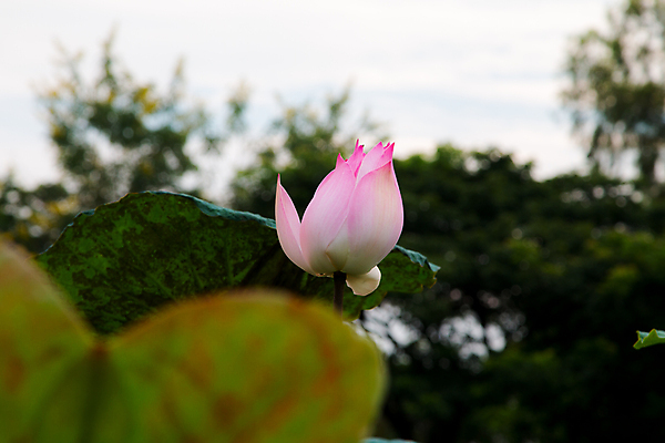 포토 JPG 해외이미지 식물 계절 꽃잎 꽃 선 줄기 분홍색 백그라운드 잎 꽃무늬 우산 태국 자연 연꽃 동양인 사람없음 초록색 물 여름 평화 정원 고요 봄 벚꽃 흰색 연못 원형 개화 백합 싱글 고립 꼬투리 해외202004 해외포토 자연요소 도형 아시아 컬러 컨셉 무늬 인종 생태계 파일형식 이미지허브