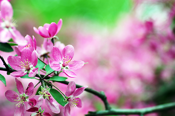 포토 JPG 해외이미지 나무 식물 계절 꽃잎 꽃 아시아 분홍색 백그라운드 곡선 자연 벽지 새로움 사람없음 장식 일본 중국 봄 벚꽃 흰색 나뭇가지 신선 개화 체리 닫기 사과 묘사 싱글 베트남 동쪽 내추럴 고립 꽃수술 블러 엘리먼트 해외202004 해외포토 나라 선 컬러 컨셉 과일 모션 동남아시아 방향 생태계 파일형식 이미지허브