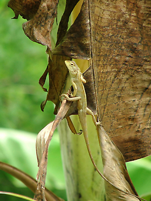 포토 JPG 해외이미지 동물 잎 파충류 사람없음 초록색 변화 열대우림 오르기 도마뱀 이구아나 카멜레온 해외202004 해외포토 식물 컬러 컨셉 모션 숲 파일형식 이미지허브