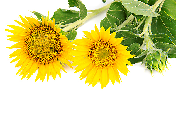 포토 JPG 해외이미지 식물 계절 꽃잎 꽃 줄기 백그라운드 잎 꽃무늬 농업 오렌지 자연 해바라기 프레임 씨앗 사람없음 초록색 여름 컬러풀 태양 노란색 정원 맑음 봄 활발 벚꽃 흰색 원형 개화 닫기 오브젝트 유기농 원예 꽃가루 내추럴 고립 해외202004 해외포토 자연요소 도형 웰빙 산업 컬러 컨셉 무늬 과일 모션 날씨 취미 가루 생태계 파일형식 이미지허브