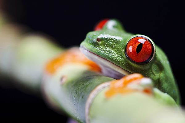 포토 JPG 해외이미지 한마리 야생동물 검은배경 실내 매달리기 양서류 근접촬영 사람없음 아웃포커스 소프트포커스 청개구리 잎줄기 해외202004 해외포토 동물 1 뷰포인트 줄기 백그라운드 모션 촬영기법 개구리 내부 검은색 파일형식 이미지허브