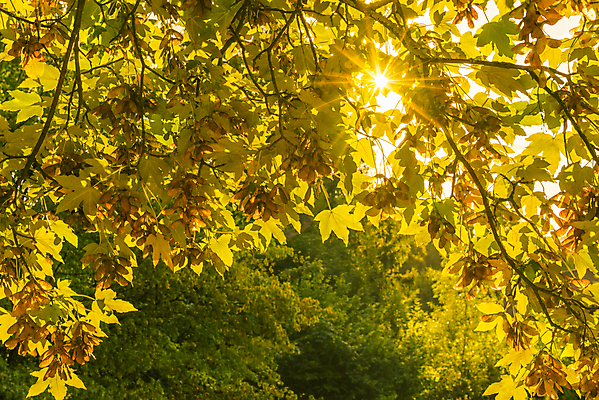 포토 JPG 해외이미지 나무 디자인 백그라운드 컨셉 잎 오렌지 자연 프레임 따뜻함 사람없음 초록색 빛 컬러풀 햇빛 태양 노란색 가을 나뭇가지 숲 질감 내추럴 해외202004 해외포토 자연요소 식물 계절 컬러 과일 생태계 파일형식 이미지허브