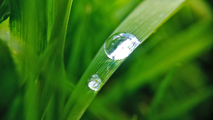 포토 JPG 해외이미지 식물 잎 자연 아침 날씨 사람없음 야외 초록색 물 여름 환경 화목 봄 젖음 성장 물방울 신선 액체 떨어짐 이슬 작음 빗방울 순수 해외202004 해외포토 주간 자연요소 계절 컬러 컨셉 비_날씨 크기 생태계 파일형식 이미지허브