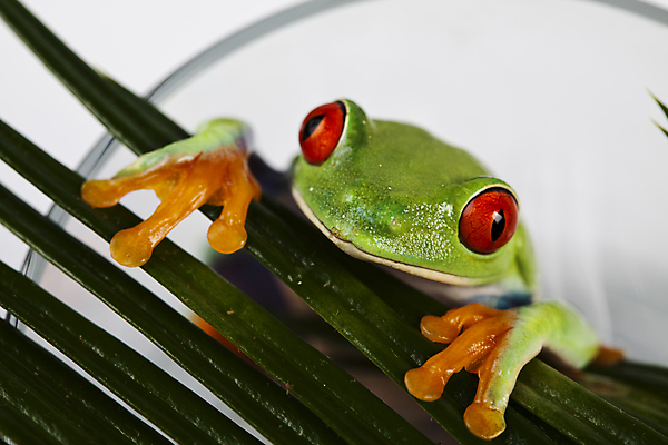 포토 JPG 해외이미지 한마리 야생동물 잎 실내 매달리기 양서류 사람없음 컵 흰배경 청개구리 해외202004 해외포토 식물 동물 1 식기 백그라운드 모션 개구리 내부 흰색 파일형식 이미지허브