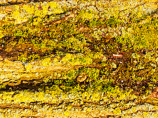 포토 JPG 해외이미지 나무 식물 계절 공원 백그라운드 자연 이끼 풍경 사람없음 야외 목재 초록색 여름 햇빛 갈색 환경 어둠 봄 수확 가을 나뭇가지 죽음 숲 위험 자르기 질감 나무껍질 담배꽁초 문제 내추럴 땅바닥 삼림지대 생태학 수목 썩음 양치류 옛날 가문비나무 해외202004 해외포토 공공시설 교육 컬러 컨셉 농업 재료 모션 바닥 담배 태양 껍질 생태계 파일형식 이미지허브