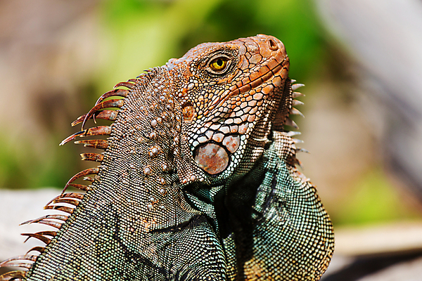 포토 JPG 해외이미지 나무 동물 야생동물 포즈 신체 파충류 자연 사람없음 야외 초록색 반려동물 컬러풀 머리 환경 미국 용 중앙아메리카 피부 네덜란드 도마뱀 이구아나 코스타리카 해외202004 해외포토 식물 유럽 컬러 북아메리카 아메리카 신체부위 생태계 파일형식 이미지허브