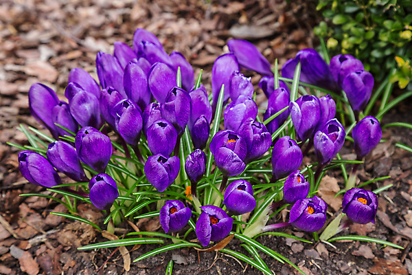 포토 JPG 해외이미지 꽃 야생동물 백그라운드 자연 사람없음 보라색 봄 해외202004 해외포토 식물 동물 계절 컬러 생태계 파일형식 이미지허브