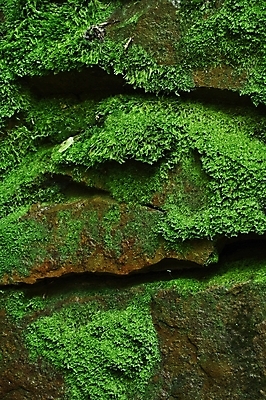 포토 JPG 해외이미지 나무 식물 공원 벽 여행 백그라운드 잎 패턴 자연 추상 산 이끼 풍경 사람없음 야외 초록색 여름 빛 침묵 봄 젖음 바위 시골 숲 시원함 질감 장면 그런지 옛날 해외202004 해외포토 계절 공공시설 컬러 무늬 소리 돌_바위 생태계 파일형식 이미지허브