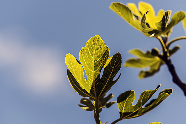 포토 JPG 해외이미지 식물 계절 꽃 실루엣 잎 과일 자연 날씨 휴식 그림자 사람없음 초록색 여름 햇빛 정원 화목 힘 봄 활발 에너지 성장 시골 원예 정맥 무화과 해외202004 해외포토 컬러 컨셉 촬영기법 취미 태양 생태계 혈관 파일형식 이미지허브