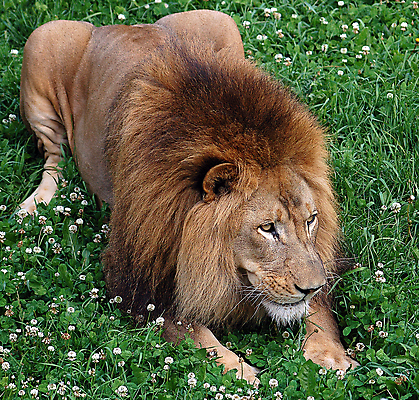 포토 JPG 해외이미지 동물 남자 야생동물 줄기 포유류 아프리카 자연 생물 수염 털 동물원 종류 사람없음 옆모습 머리 환경 고양이 흰색 황무지 위험 사자 큼 모피 사파리 시력 사냥 육식동물 갈기 사냥꾼 사자자리 내추럴 나미비아 이국적 포식 해외202004 해외포토 식물 직업 나라 뷰포인트 컬러 컨셉 사람 신체부위 반려동물 별자리 크기 생태계 남아프리카 파일형식 이미지허브