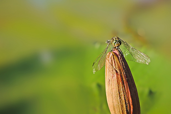 포토 JPG 해외이미지 꽃 사람없음 빨간색 물 정원 보라색 봄 흰색 신성 해외202004 해외포토 자연요소 식물 계절 컬러 파일형식 이미지허브