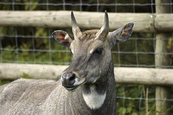 포토 JPG 해외이미지 동물 야생동물 뿔 동물원 사람없음 울타리 달러 코 아기사슴 암사슴 해외202004 해외포토 새끼 돈 사슴 신체부위 담장 암컷 파일형식 이미지허브