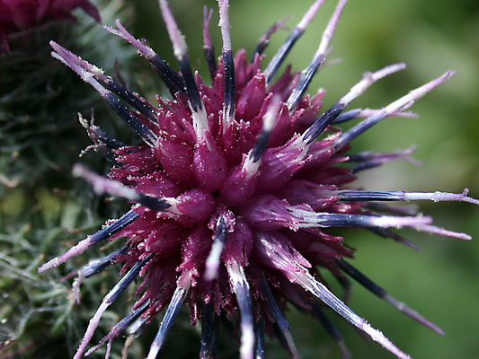포토 JPG 해외이미지 계절 공원 꽃 꽃다발 백그라운드 자연 친절 사람없음 컬러풀 세계 환경 정원 봄 행성 들꽃 시골 오픈 잡초 개화 질감 꽃가루 채소밭 해외202004 해외포토 식물 공공시설 컬러 밭 우주 가루 생태계 파일형식 이미지허브