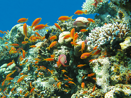 포토 JPG 해외이미지 동물 야생동물 바다 학교 아프리카 자연 이집트 어류 풍경 사람없음 물 파란색 컬러풀 바닷속 수중 스노클링 호주 잠수부 생태계 다이빙 인도네시아 태평양 수족관 홍해 인도양 몰디브 카리브해 깊이 소금물 해외202004 해외포토 자연요소 교육 나라 아시아 컬러 수영 수중동물 수상스포츠 오세아니아 전문직 수중스포츠 파일형식 이미지허브