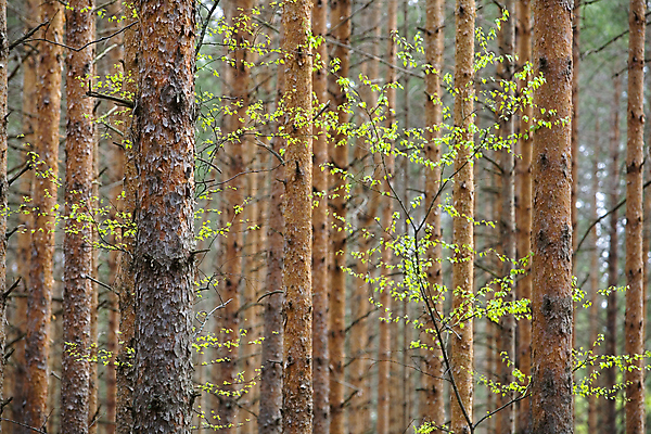 포토 JPG 해외이미지 나무 식물 계절 공원 백그라운드 낙엽 잎 자연 날씨 이끼 풍경 사람없음 야외 목재 빨간색 초록색 여름 빛 햇빛 환경 맑음 침묵 봄 안개 성장 나뭇가지 시골 신선 소나무 황무지 숲 뿌리 장면 나무껍질 상록수 전나무 자작나무 가문비나무 해외202004 해외포토 공공시설 컬러 재료 태양 소리 껍질 생태계 파일형식 이미지허브
