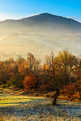 포토 JPG 해외이미지 나무 식물 계절 공원 잎 자연 하늘 풍경 잔디 사람없음 야외 초록색 빛 노란색 일출 환경 침묵 안개 가을 시골 신선 고독 저녁 숲 땅 해외202004 해외포토 공공시설 감정 컬러 날씨 노을 소리 야간 생태계 파일형식 이미지허브