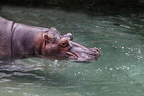 포토 JPG 해외이미지 포유류 동물원 사람없음 수영 큼 하마 해외202004 해외포토 동물 수상스포츠 크기 파일형식 이미지허브