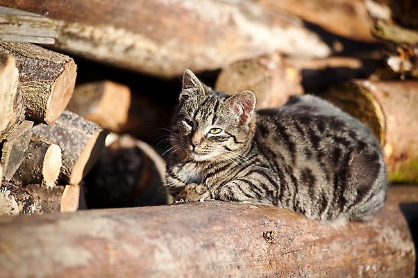 포토 JPG 해외이미지 나무 식물 동물 공원 포유류 자연 휴식 털 사람없음 야외 가로 반려동물 햇빛 태양 머리 정원 고양이 줄무늬 모피 결백 천진난만 해외202004 해외포토 자연요소 공공시설 컨셉 무늬 신체부위 생태계 파일형식 이미지허브