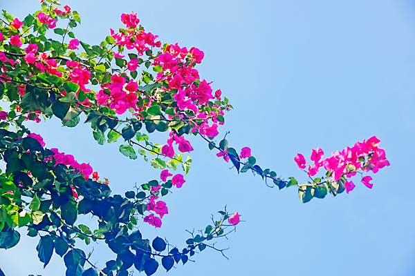 포토 JPG 해외이미지 나무 식물 꽃 백그라운드 자연 사람없음 빨간색 환경 정원 해외202004 해외포토 컬러 생태계 파일형식 이미지허브