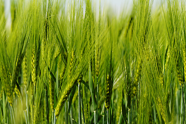 포토 JPG 해외이미지 식물 계절 백그라운드 밭 자연 날씨 풍경 잔디 사람없음 야외 가로 초록색 여름 농작물 컬러풀 햇빛 노란색 환경 봄 자유 밀 질감 심플 조경 무한 평야 완전 해외202004 해외포토 컬러 컨셉 농업 곡류 태양 생태계 파일형식 이미지허브