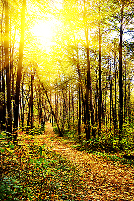 포토 JPG 해외이미지 나무 계절 공원 도로 잎 오렌지 자연 사람없음 야외 목재 빨간색 햇빛 태양 노란색 평화 일출 일몰 가을 시골 황금 숲 11월 부식 장면 통과 10월 삼림지대 수목 해외202004 해외포토 자연요소 식물 공공시설 길 컬러 컨셉 과일 재료 교통시설 노을 날짜 생태계 파일형식 이미지허브