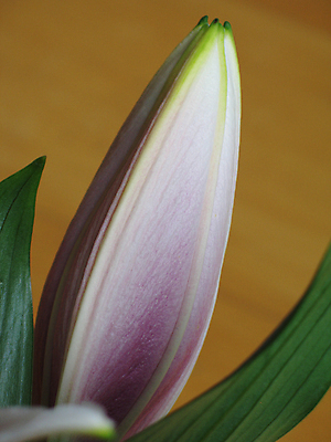 포토 JPG 해외이미지 식물 여자 기념일 남자 꽃 행복 선 분홍색 꽃다발 의자 발렌타인데이 사랑 사람없음 초록색 청결 기쁨 성장 벚꽃 축하 신선 오르간 닫기 자주색 묘사 유기농 기회 꽃가루 부드러움 시스템 꽃수술 해외202004 해외포토 웰빙 감정 컬러 가구 컨셉 모션 데이이벤트 사람 이벤트 감각 건반악기 위생 가루 파일형식 이미지허브