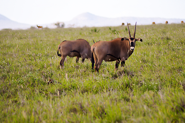 포토 JPG 해외이미지 동물 야생동물 백그라운드 포유류 아프리카 뿔 사람없음 머리 사막 흰색 위험 사파리 싸움 영양 먼지 얼룩말 케냐 지휘 고립 사바나 해외202004 해외포토 나라 컬러 컨셉 모션 신체부위 말_동물 파일형식 이미지허브